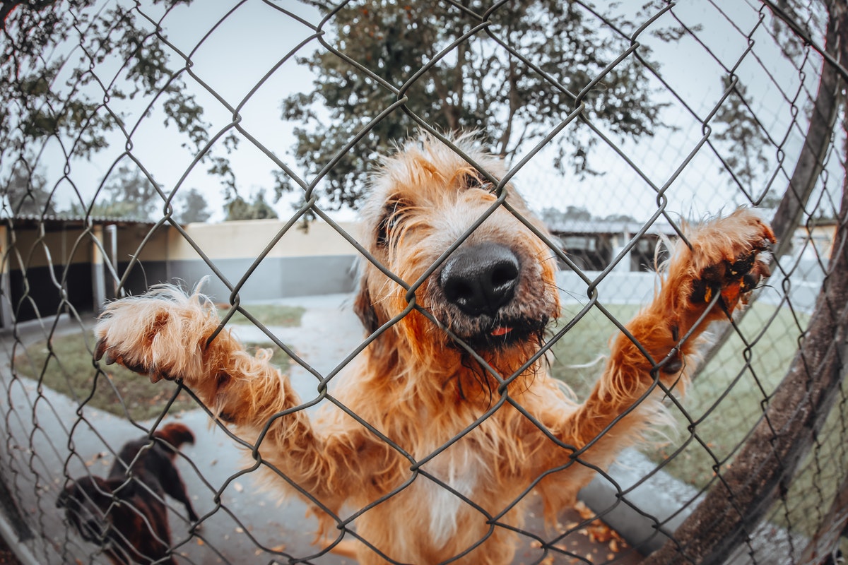 Three Reasons to Trust the Fence Professionals with Your Dog Fence Installation