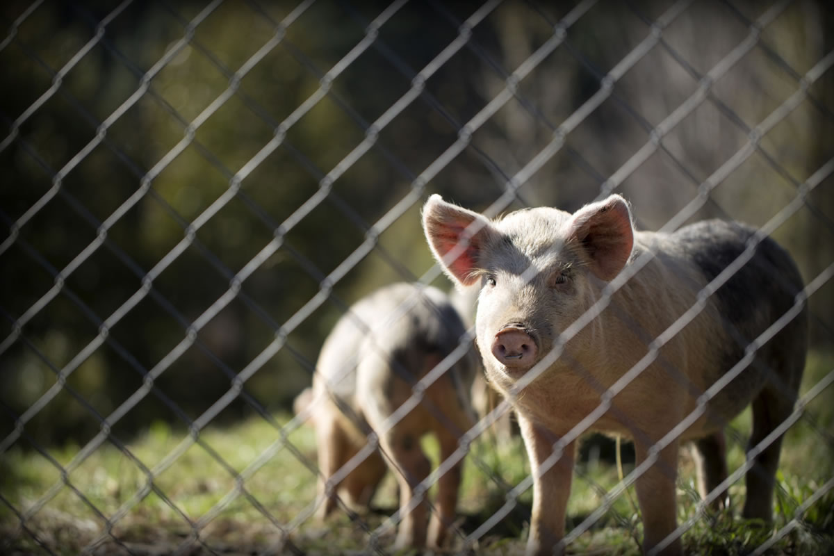 Farm Fresh Fencing Options