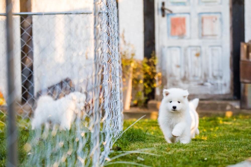 The Best Fencing Options for Pet Owners