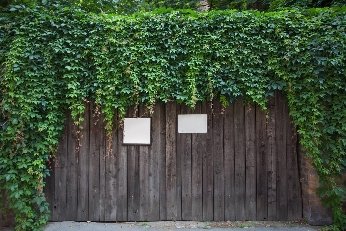 How to Train Vines to Grow on Your Fence