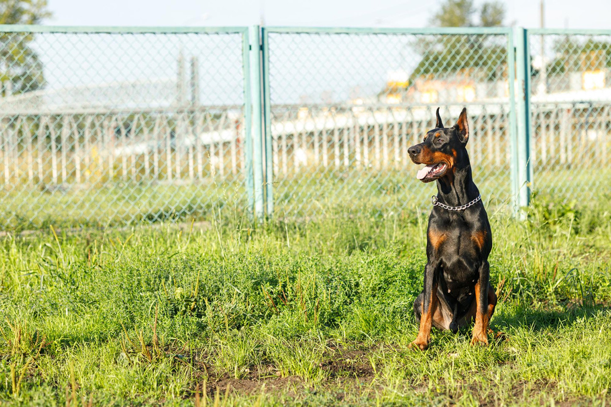 Making Your Fence “Escape-Proof” for Your Dog