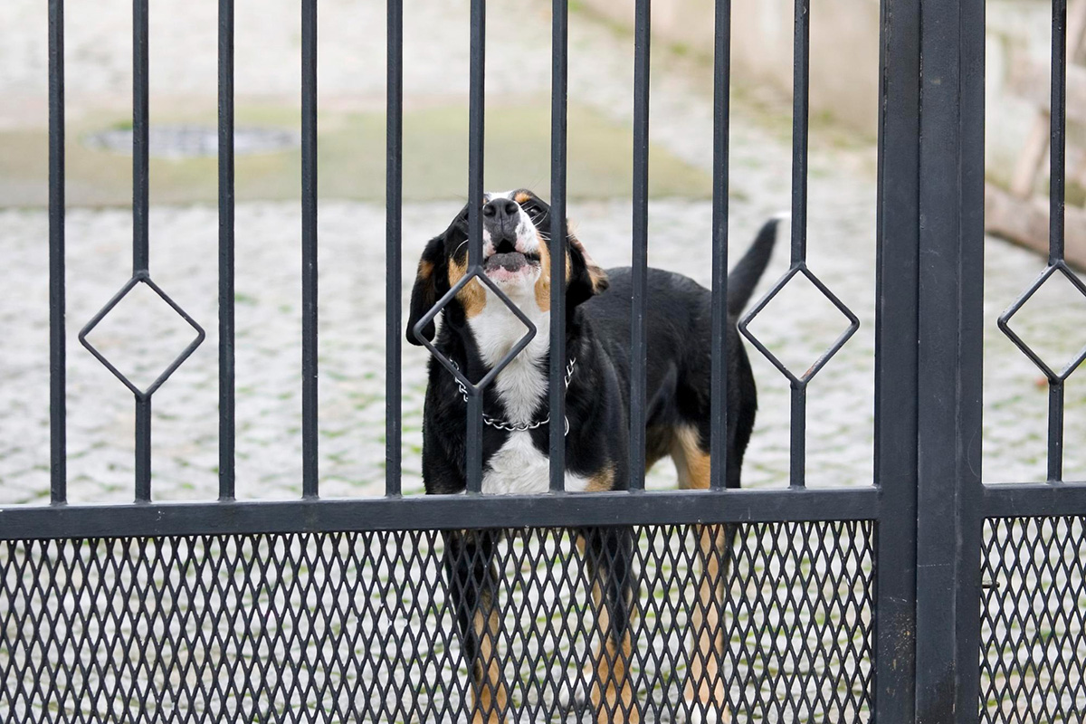 The Ultimate Guide to Choosing the Right Fence for Your Furry Friend
