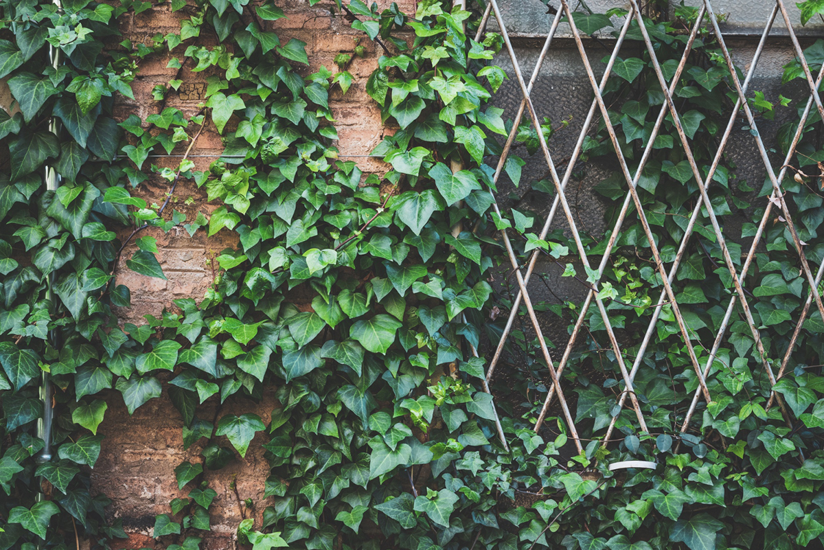 Safe Climbing Plants for Your Fence