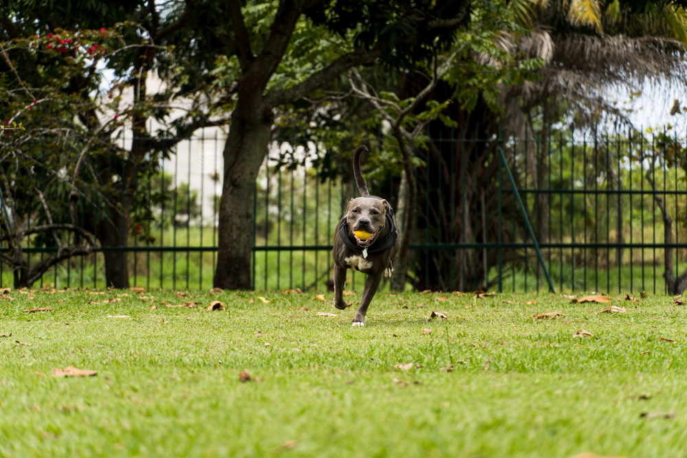 Attractive Dog Fence Options To Keep Your Furry Friend Safe & Secure