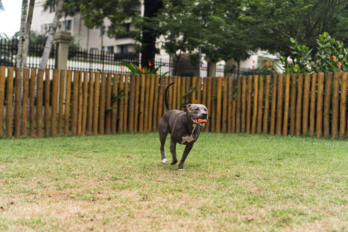 Three Reasons You Should Install a Fence for Your Dog