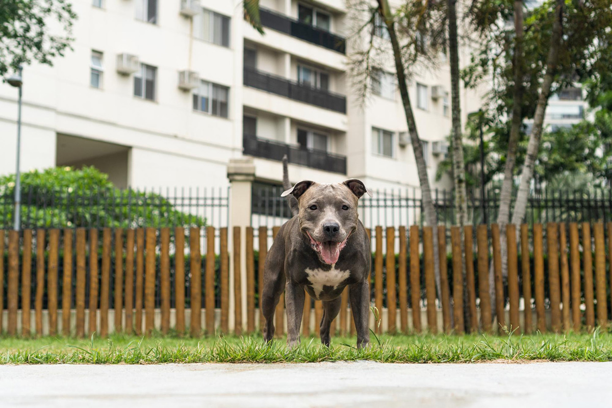 Things To Keep in Mind When Building a Fence for Your Large Dog