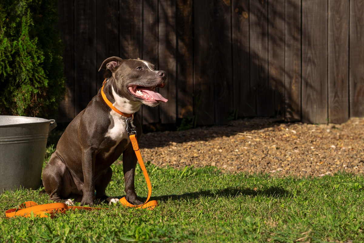 Tips to Keep Your Dog Fence Secure