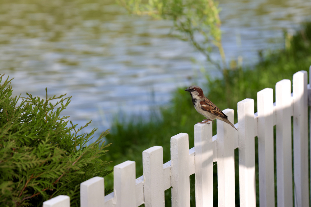 Wood and Vinyl Picket Fencing: Which One is Right for Your Property?