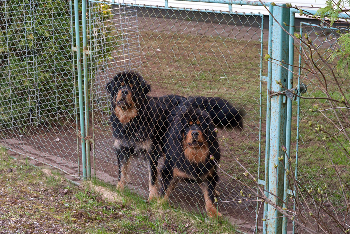 Effective Dog Fence Barking Prevention Techniques