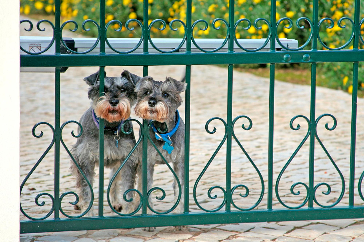 Benefits of Fencing Your Property for Your Pets