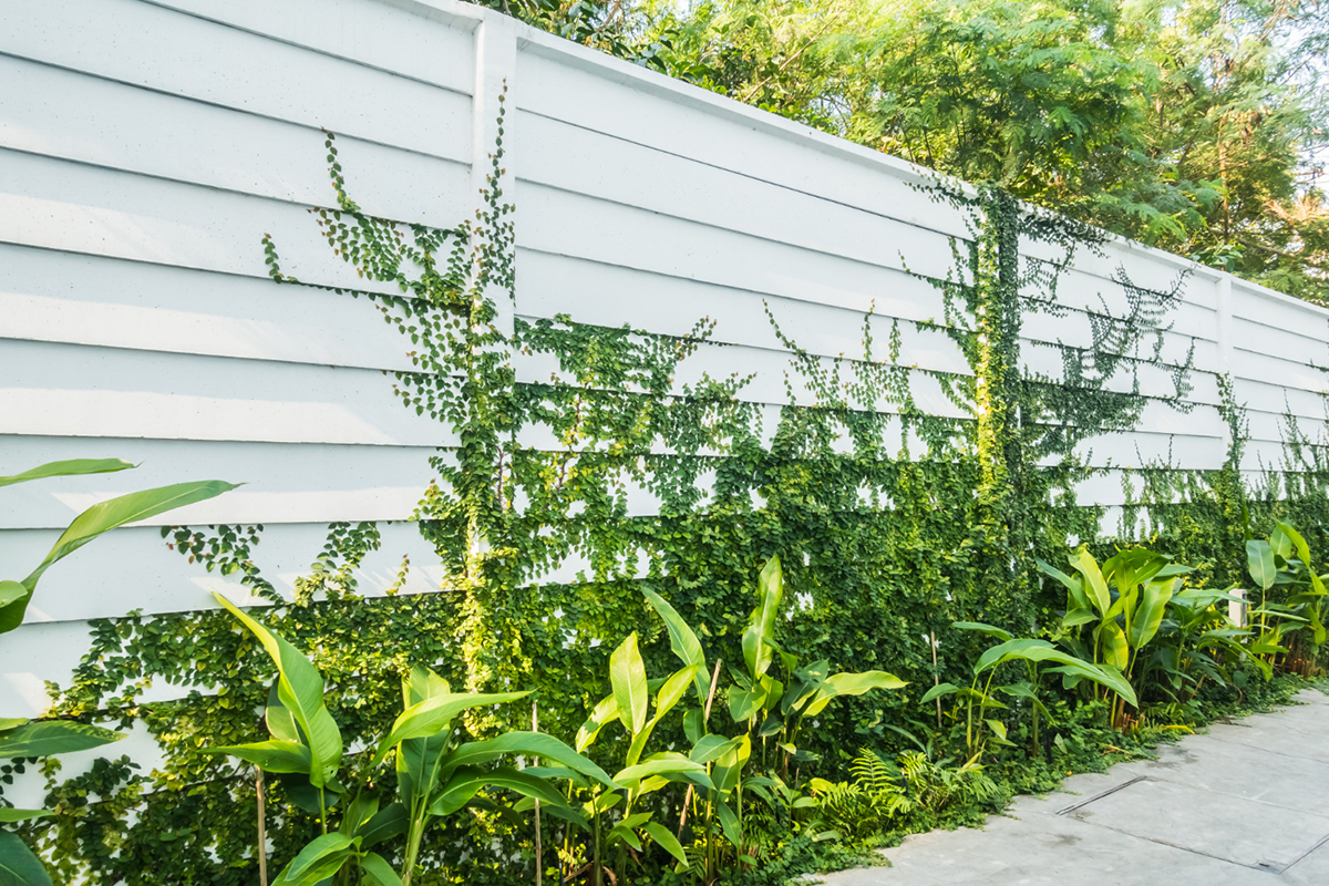 Keep Your New Fence Strong by Preventing Vines from Crawling