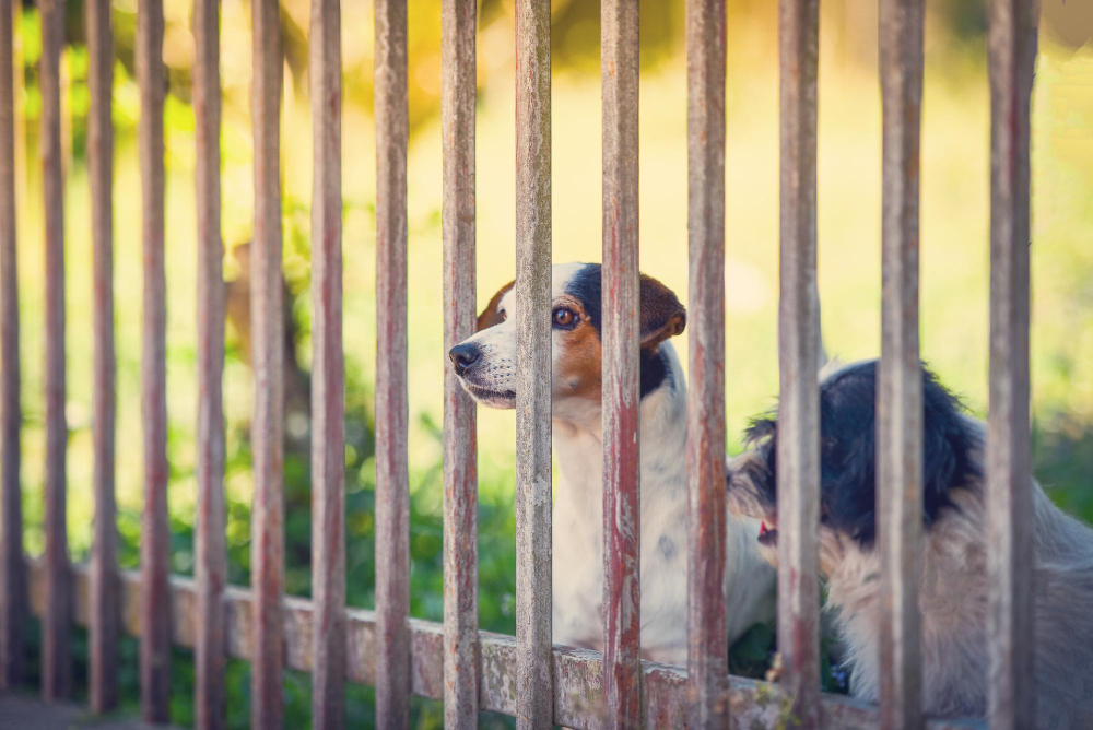 Attractive Dog Fence Ideas for Your Home