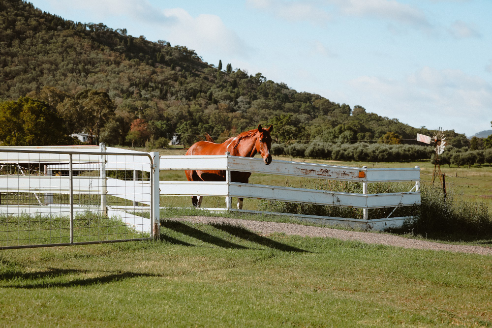 The Ultimate Guide to Horse Fencing Options for Your Farm