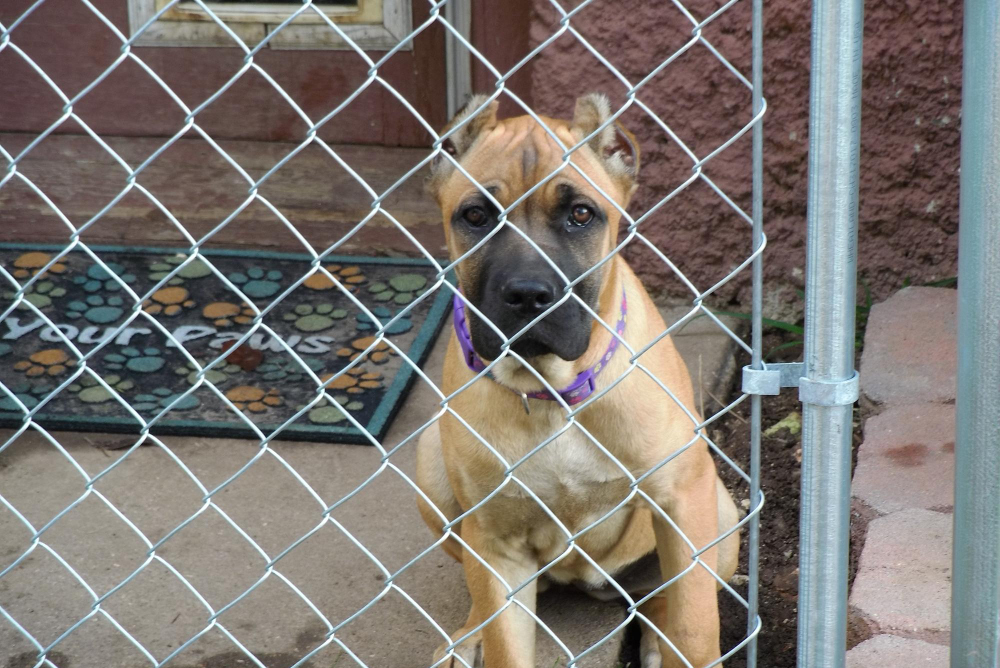 Why Chain-Link Fences Are Best for Dog Kennels