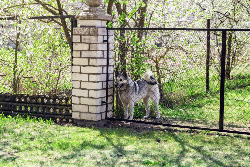 What to Consider When Getting a Fence for Your Big Dog