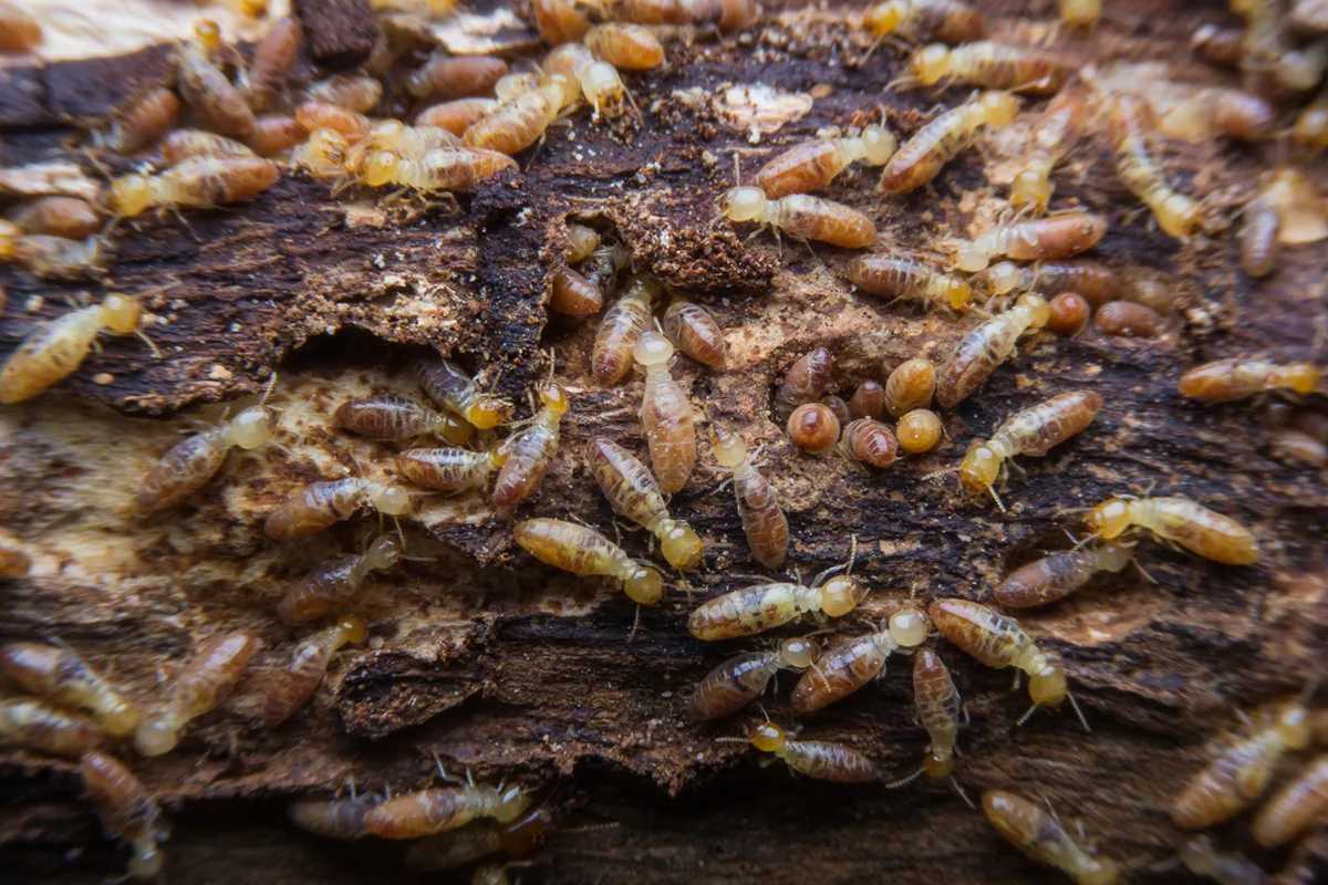 Common Pests That Can Destroy Your Fence