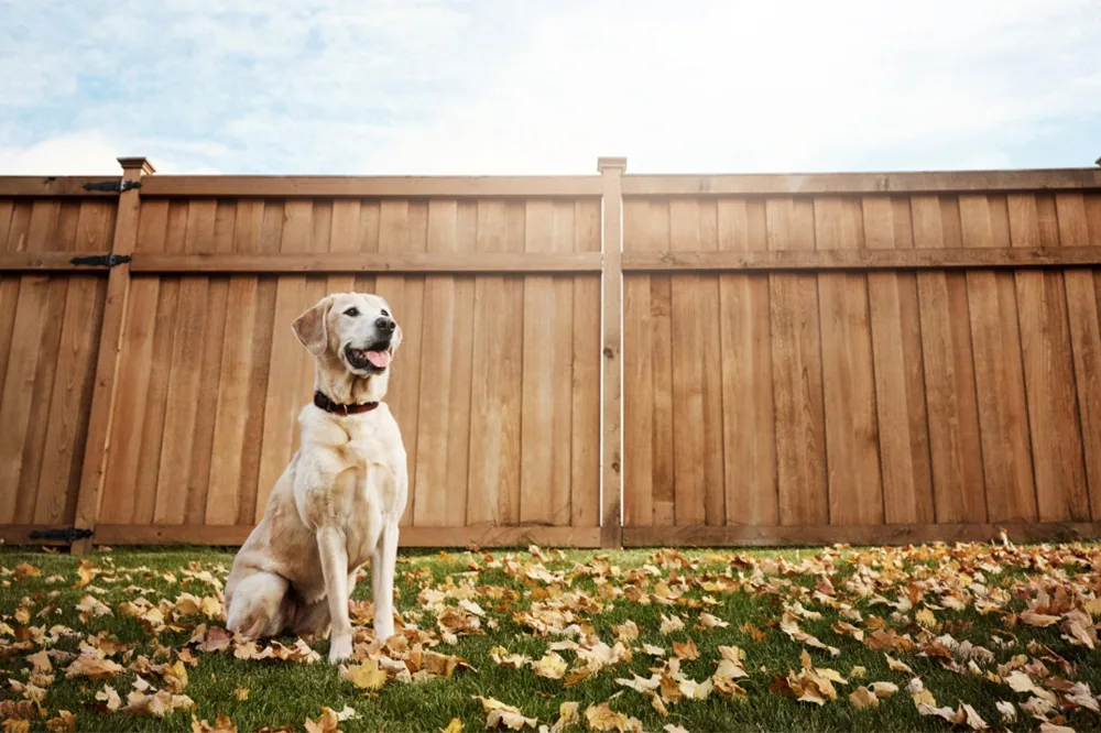 Picking the Right Fence for Your Dog: A Complete Guide