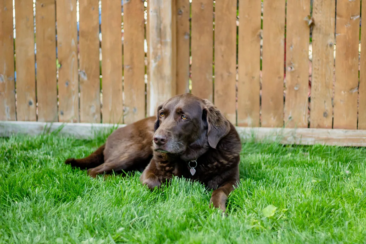 Solutions to Keep Dogs From Digging Under Fence