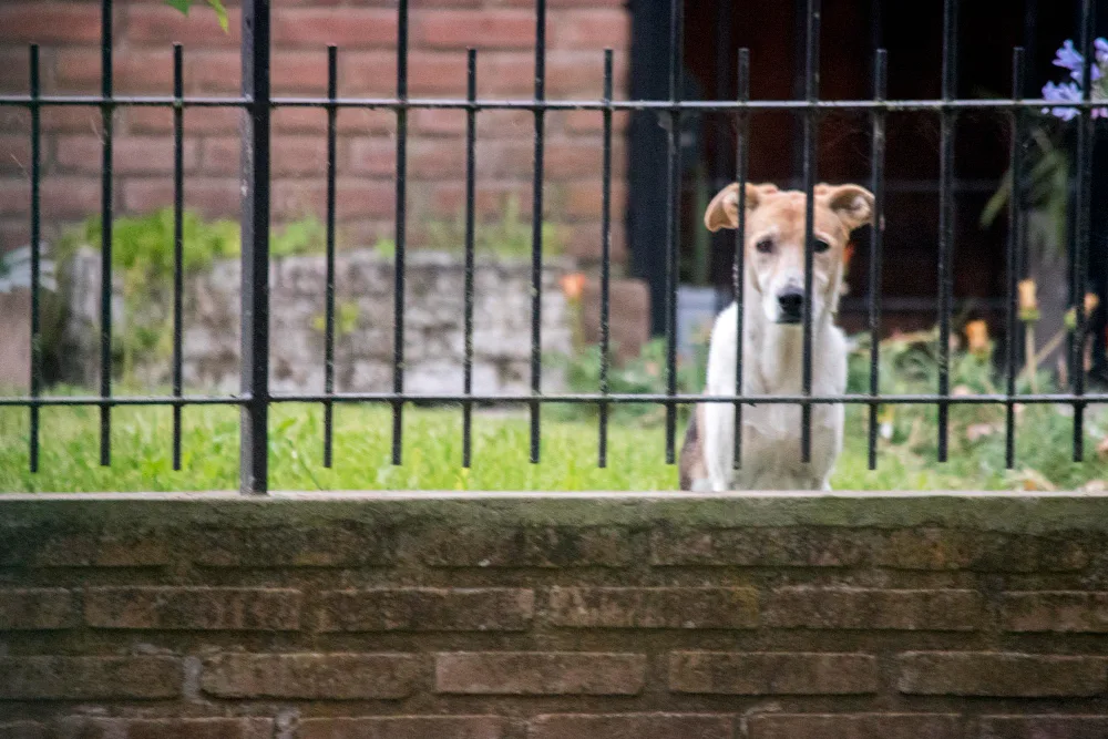 Best Types of Dog Fences to Keep Your Furry Friend Safe